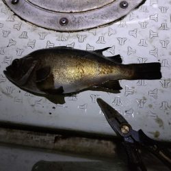 暴風メバルサビキ