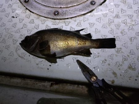 暴風メバルサビキ