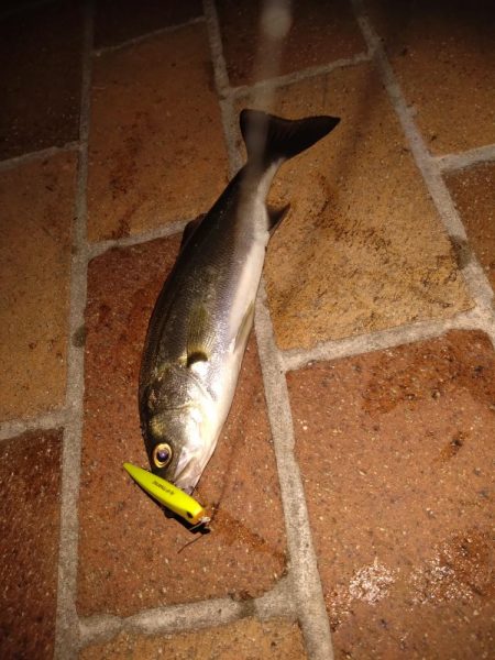 シーバス初釣行