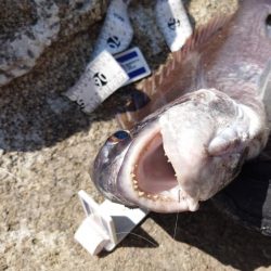 春到来！芸予諸島のチヌ釣り