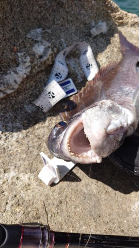 春到来！芸予諸島のチヌ釣り