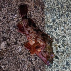 ちょっとでも、潮通しの良いところへ