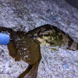 ガッシー、渋め