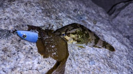 ガッシー、渋め