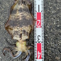 春アオリイカ狙い