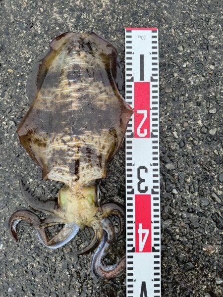 春アオリイカ狙い