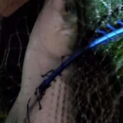 ボラスレだけじゃダメですか