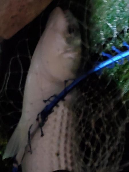 ボラスレだけじゃダメですか