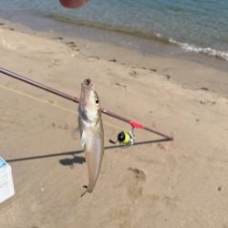 やっと糸島にもキスが近付いてきました