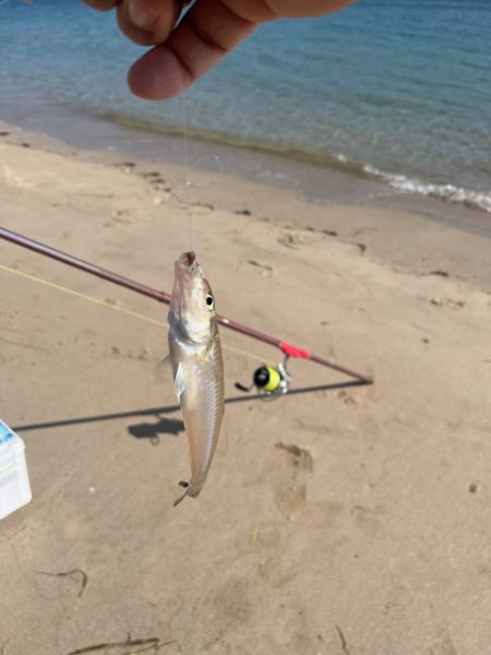 やっと糸島にもキスが近付いてきました