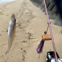 まだキスの接岸には早かったようです