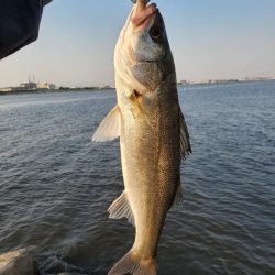 今季初シーバス