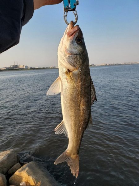 今季初シーバス