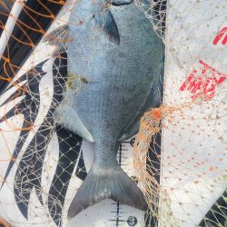 和歌山市江(吉丸渡船)で磯釣り