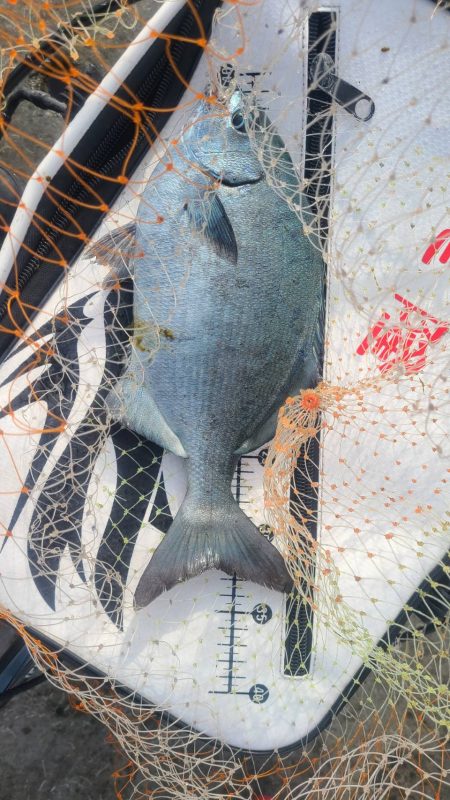 和歌山市江（吉丸渡船）で磯釣り