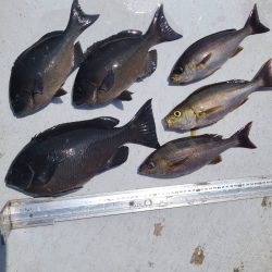 和歌山大引の磯でフカセ釣り