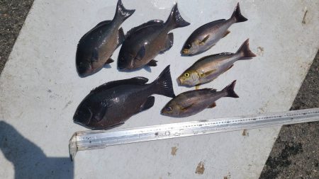 和歌山大引の磯でフカセ釣り