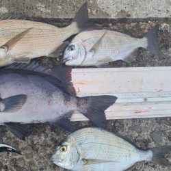 和歌山市江(吉丸渡船)でグレ釣り