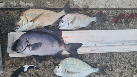 和歌山市江(吉丸渡船)でグレ釣り