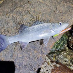 まだまだ渋い。