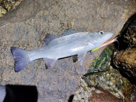 まだまだ渋い。