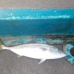 初ハマチキャスティング