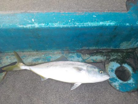 初ハマチキャスティング