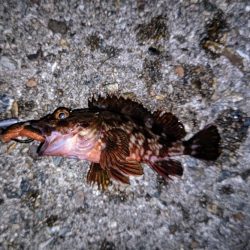 ロックフィッシュ釣行