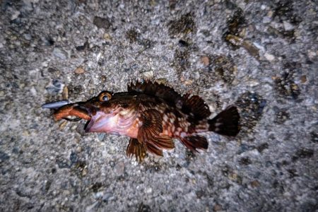 ロックフィッシュ釣行