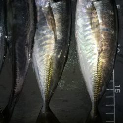 釣れる時に釣っときましょ〜!