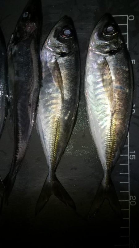 釣れる時に釣っときましょ〜！