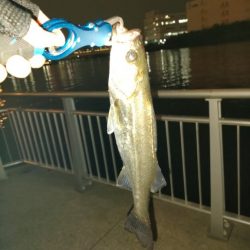 久しぶりの会社帰り釣行でゲット！