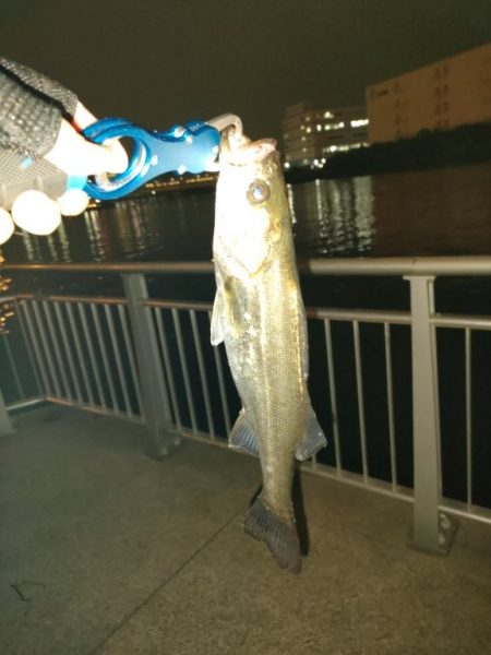 久しぶりの会社帰り釣行でゲット！