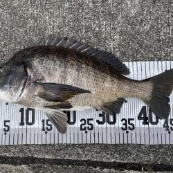 イチノ兄弟、釣果！