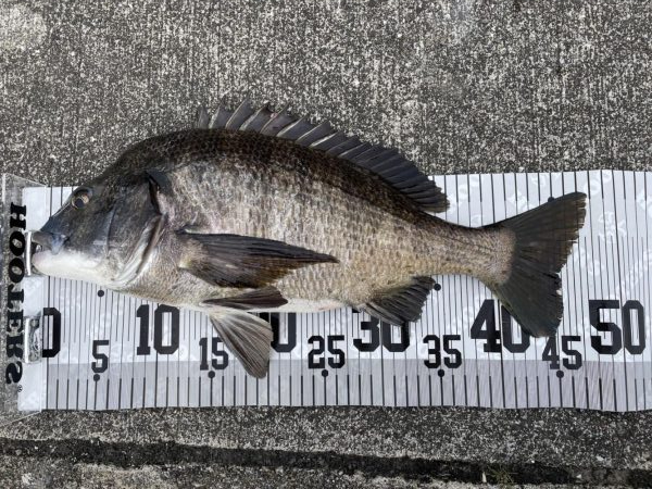 イチノ兄弟、釣果！