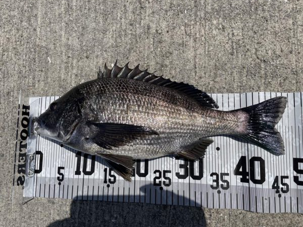 イチノ兄弟、釣果！