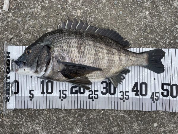 イチノ兄弟、釣果!