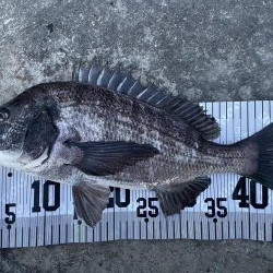 イチノ兄弟、釣果！