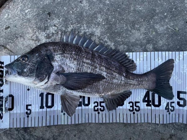 イチノ兄弟、釣果！