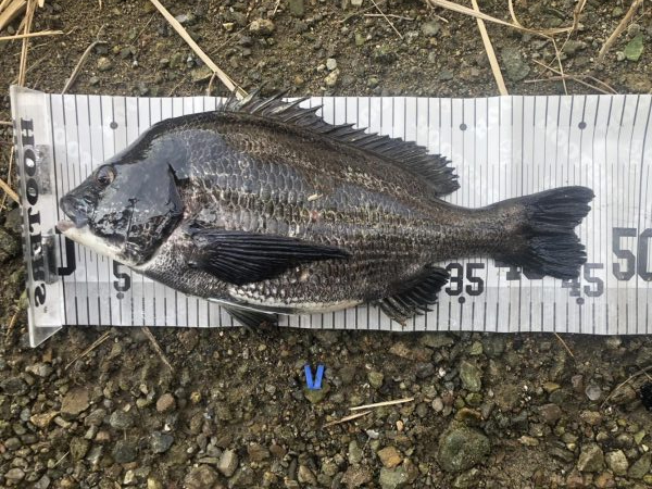 イチノ兄弟、釣果！