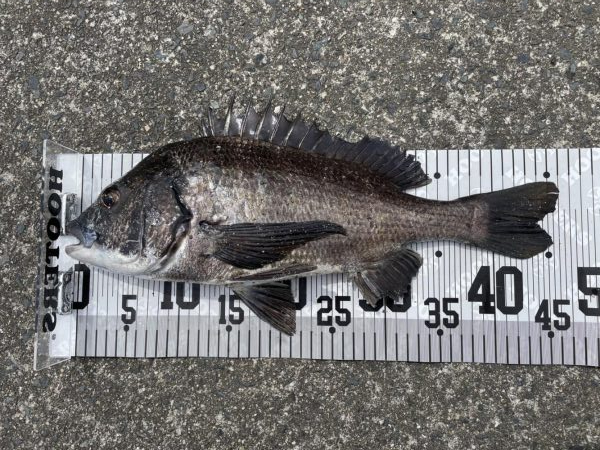 イチノ兄弟、釣果!