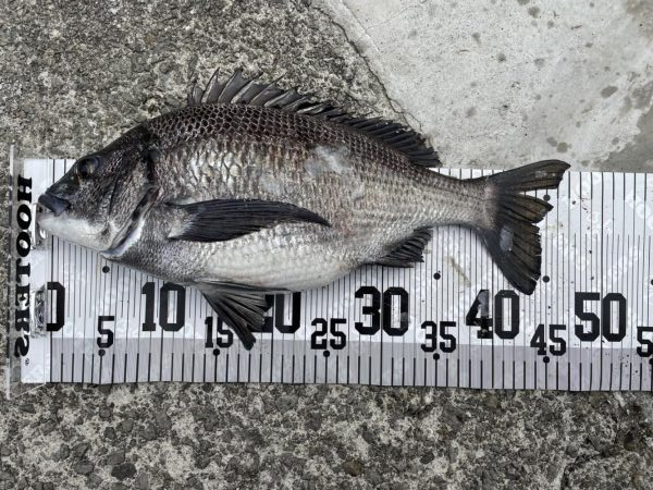 イチノ兄弟、釣果！