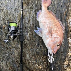 サゴシが食べたい