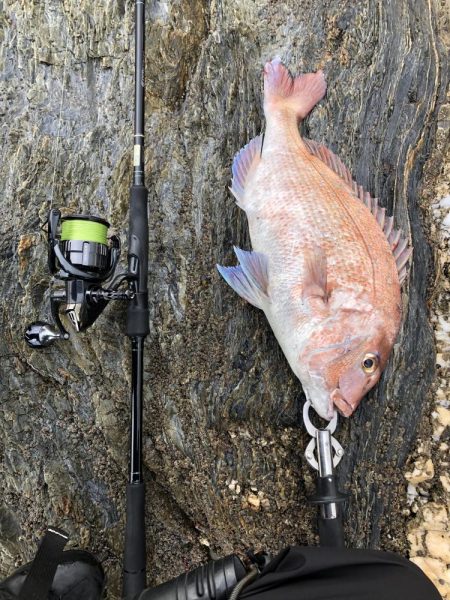 サゴシが食べたい