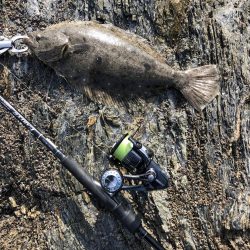 サゴシ食べたい