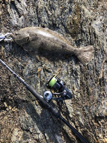 サゴシ食べたい