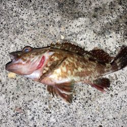 桜の乗っ込みチヌ!