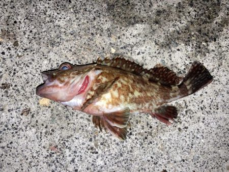 桜の乗っ込みチヌ!