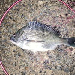 2週連続チヌゲット！