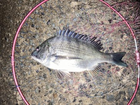 2週連続チヌゲット！